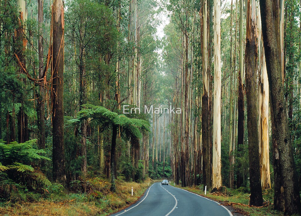 "Black Spur, Yarra Ranges, Victoria." by Ern Mainka | Redbubble