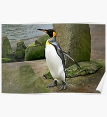 Penguin Poster
