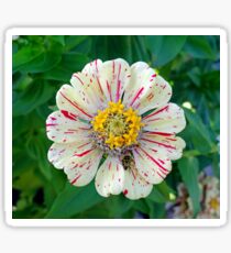 Zinnia Guest Sticker
