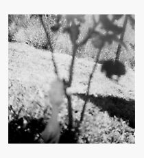 One Dog Day Photographic Print