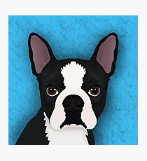 Boston terrier Photographic Print