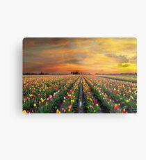 Sunset over colorful Tulip flower fields in full bloom during spring season tulip festival in Woodburn Oregon Metal Print
