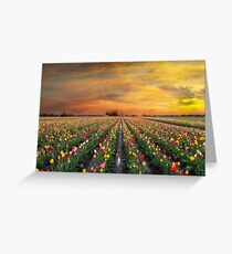 Sunset over colorful Tulip flower fields in full bloom during spring season tulip festival in Woodburn Oregon Greeting Card