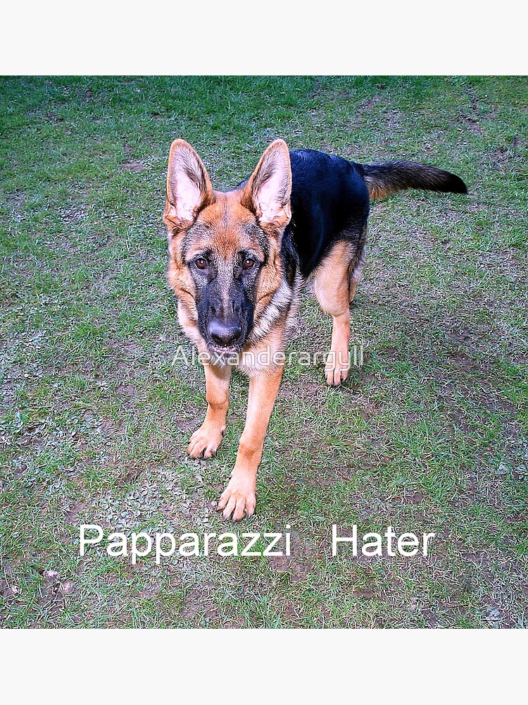 Papparazzi Hater by Alexanderargyll