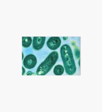 Blue-Green Algae Art Board Print