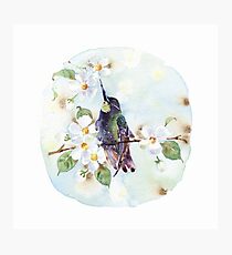 Watercolor | Hummingbird and Apple Blossom Photographic Print
