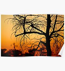 Outback Poster