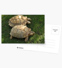 Turtle Race Postcards