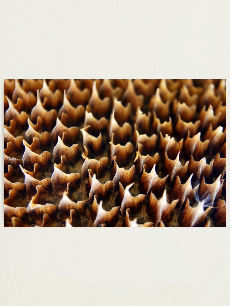 Alternate view of Flames In Nature Photographic Print