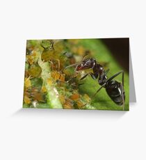 Ant-Aphid Symbiosis Greeting Card