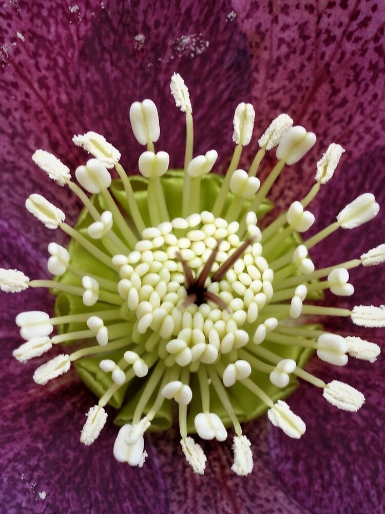 Helleborus by gardenpictures