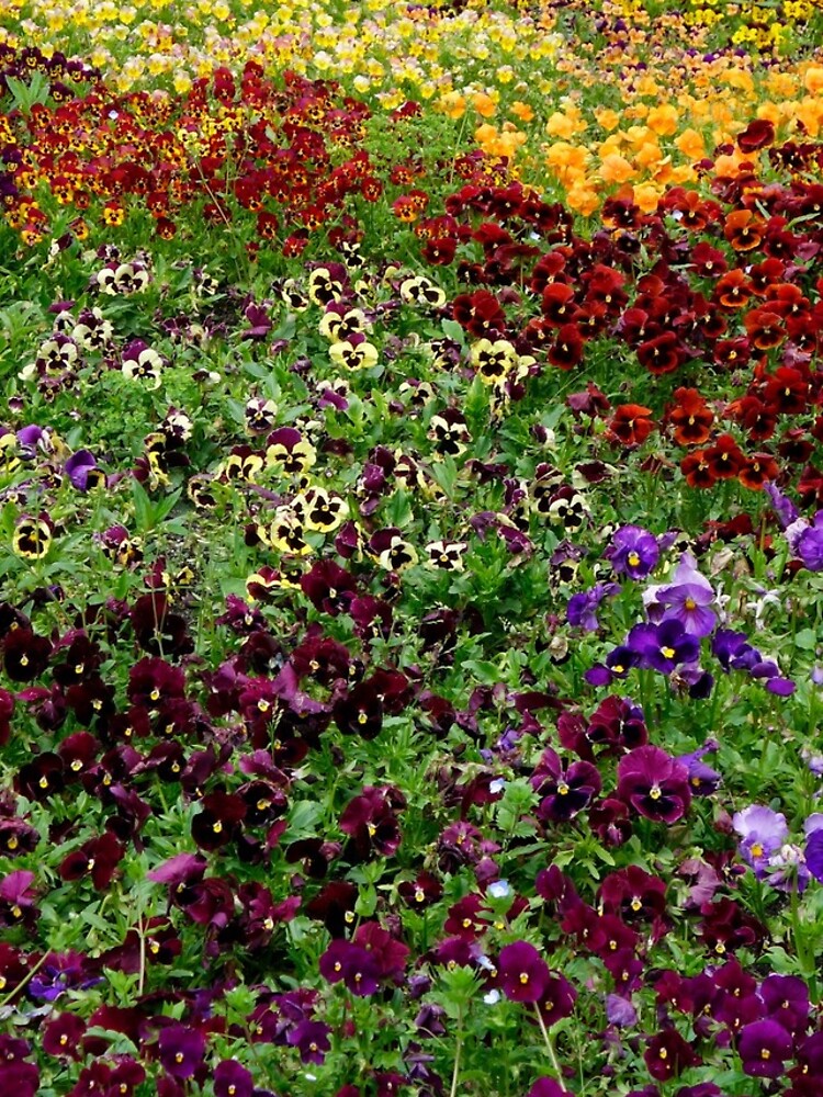 Pansy Garden by gardenpictures