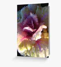 Frosted Cabbage Greeting Card