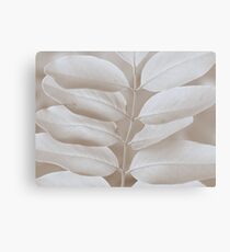 Robinia Canvas Print