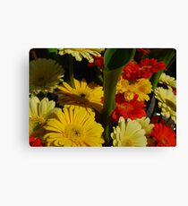 Gerberas in colour Canvas Print