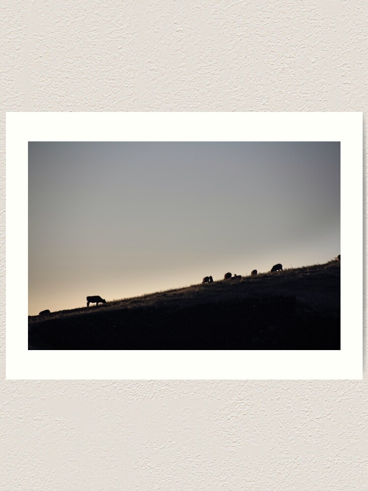 Alternate view of Cows and sheep grazing eating grass on hill side silhouette at sunset, Ecuador Art Print