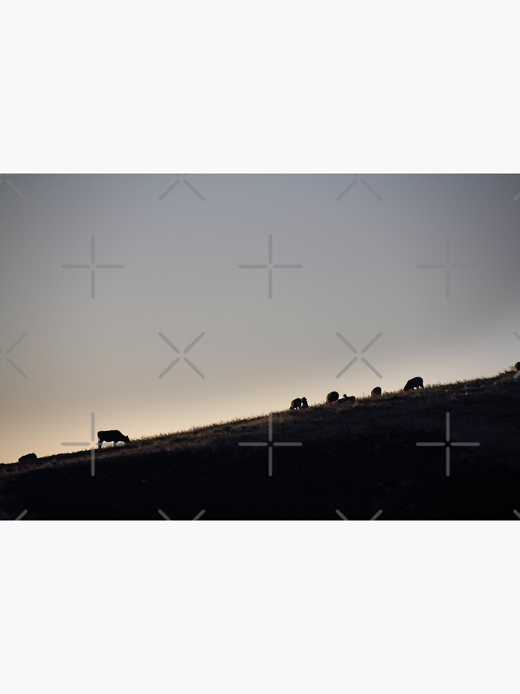 Cows and sheep grazing eating grass on hill side silhouette at sunset, Ecuador by kpander