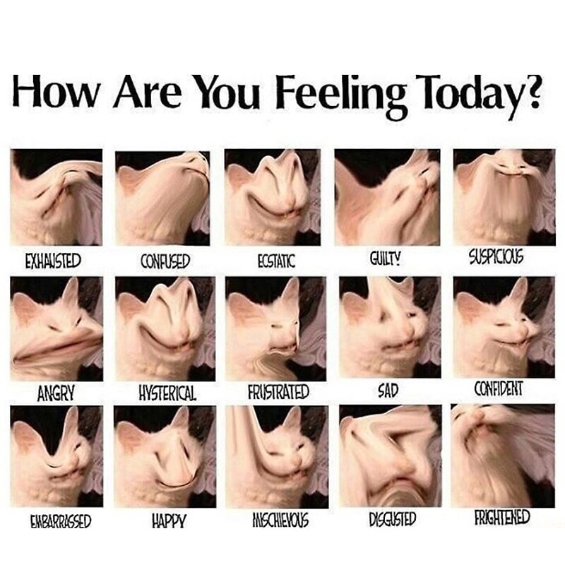 how are you feeling today?' by zookiee.