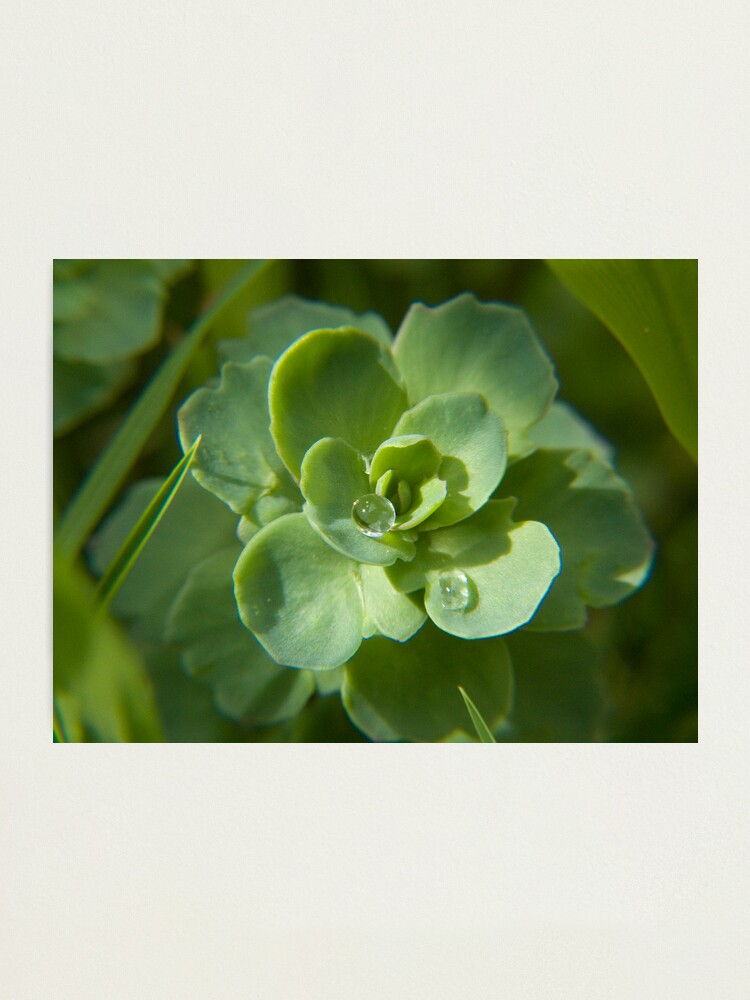 Alternate view of The Original Droplet Photographic Print