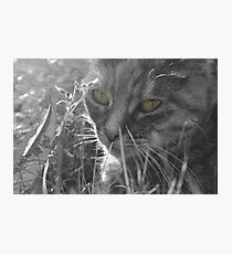 Emeralds Photographic Print