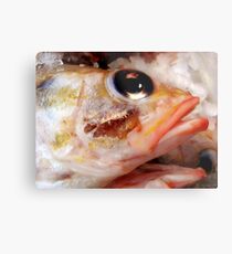 Fisheye Metal Print