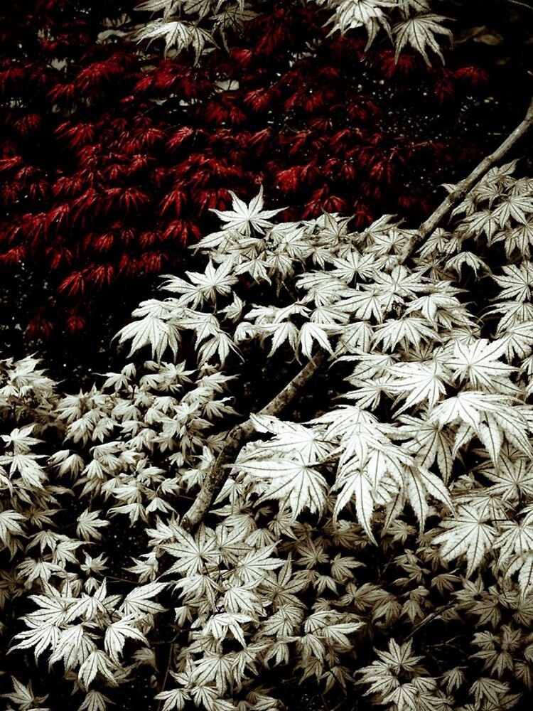 Japanese Maples by gardenpictures