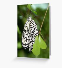 Paper Kite II Greeting Card