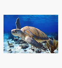 Green turtle Photographic Print
