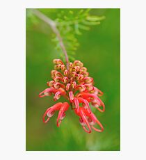buds, Buds, BUDS Photographic Print