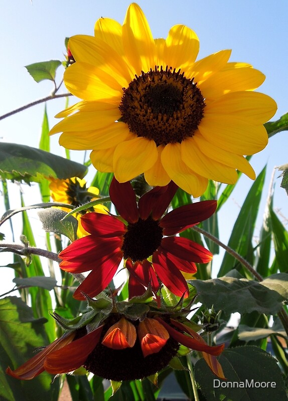 "Sunflowers of different shades.... " by DonnaMoore Redbubble