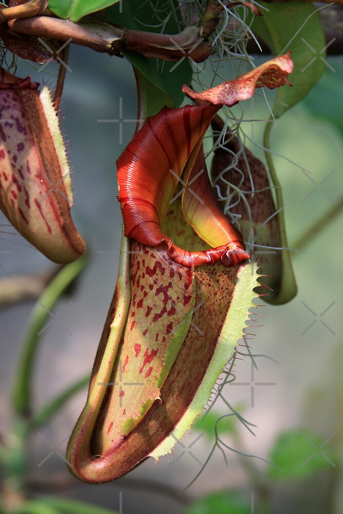"Insect Eating Plant" by CarolM | Redbubble
