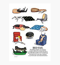 Greyhound Glossary: Bed Fail. A Redbubble exclusive design Photographic Print