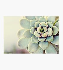 Succulent Flower Photographic Print
