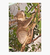Camping Companion Photographic Print