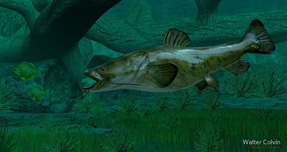 Flathead Catfish Length Weight Chart