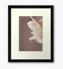 Softness Framed Print