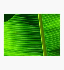 Banana Palm Photographic Print