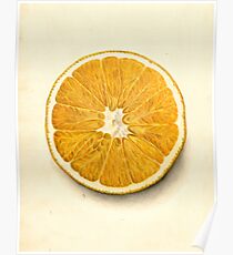 Vintage Illustration of a Grapefruit Poster