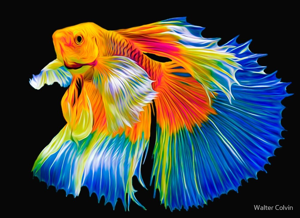 siamese-fighting-fish-by-walter-colvin-redbubble