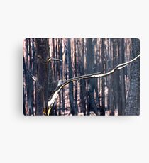 Forest Destruction. Metal Print