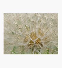 Texture of Seeds. Photographic Print