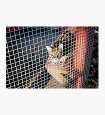 Captivity Photographic Print
