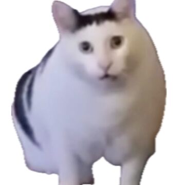 "Huh cat funny tiktok meme cat" Sticker for Sale by UchihaIndustry