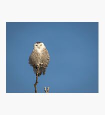 Snowy Owl 2018-16 Photographic Print