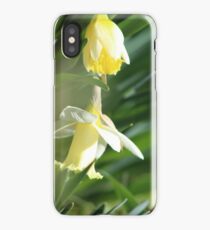 Blooming Daffodils iPhone Case/Skin