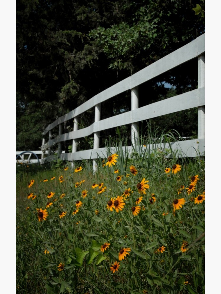 Black Eyed Susans along the Fence by colgdrew
