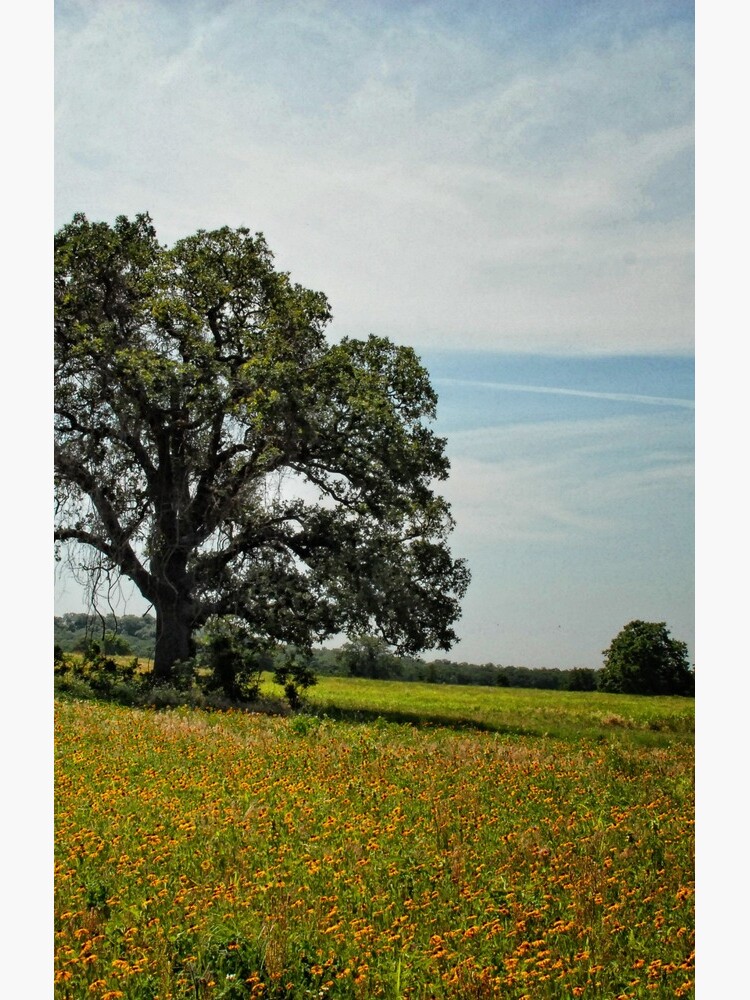 Tree in Field of Gold by colgdrew