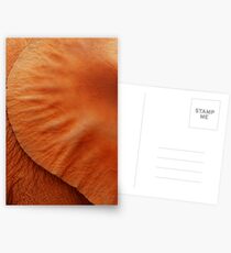 ear Postcards