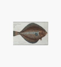 Vintage Illustration of a Flounder Fish (1785) Art Board