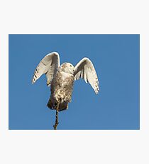 Snowy Owl 2018-17 Photographic Print